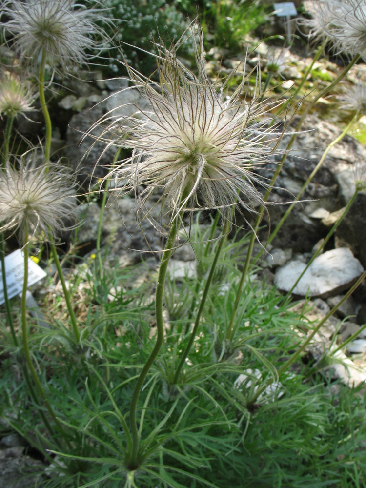 Image of Pulsatilla halleri specimen.