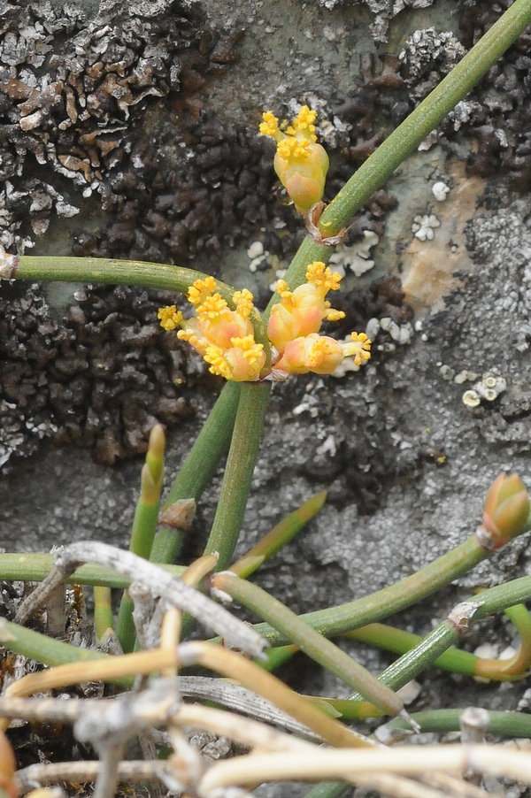Image of Ephedra regeliana specimen.