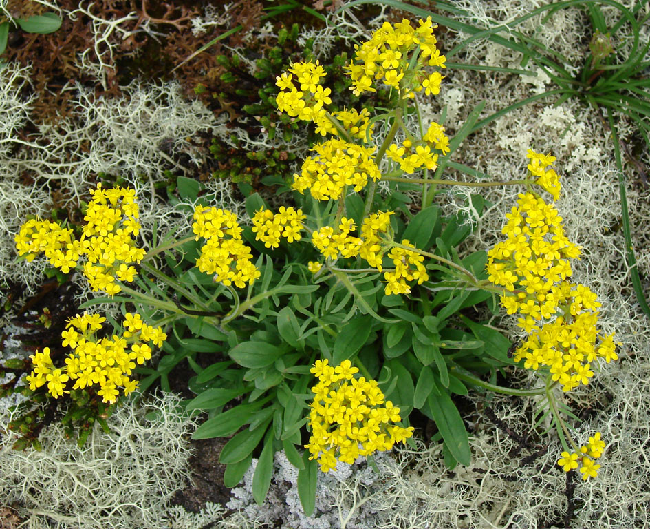 Image of Patrinia sibirica specimen.