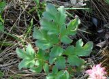 Corydalis paeoniifolia