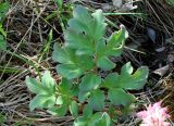 Corydalis paeoniifolia. Лист. Якутия (Саха), Алданский р-н, окр. пос. Верхняя Амга, правый берег р. Амга. 10.06.2012.