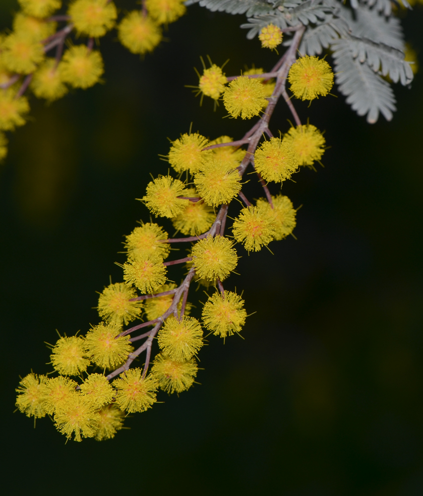 Image of Acacia baileyana specimen.