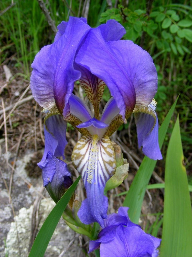 Image of Iris alberti specimen.