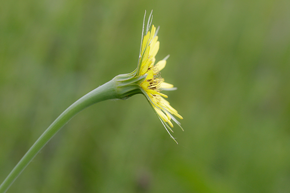 Image of Tragopogon dubius ssp. major specimen.