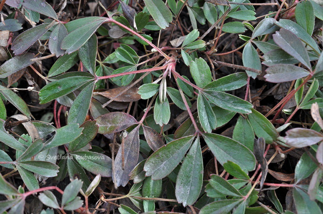 Image of Potentilla tridentata specimen.