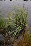 Carex rostrata. Плодоносящее растение в воде у берега озера. Окрестности Мурманска, конец августа 2008 г.
