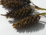 Carex caucasica