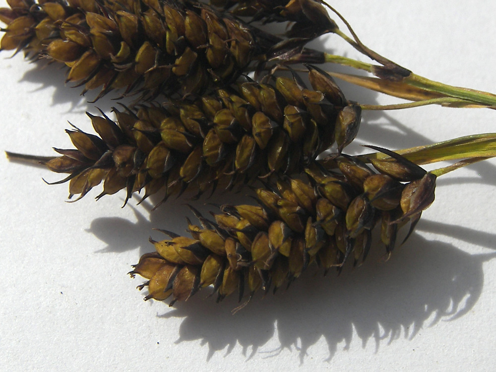 Image of Carex caucasica specimen.