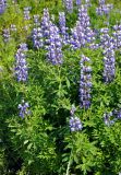 Lupinus nootkatensis. Верхушка цветущего растения. Исландия, национальный парк Ватнайокюдль (северная часть), долина р. Йокюльсау-ау-Фьёдлюм, склон холма у дороги. 05.08.2016.