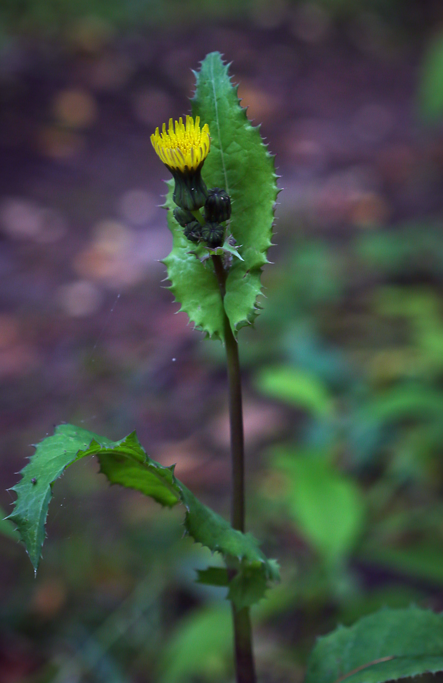 Image of Sonchus asper specimen.