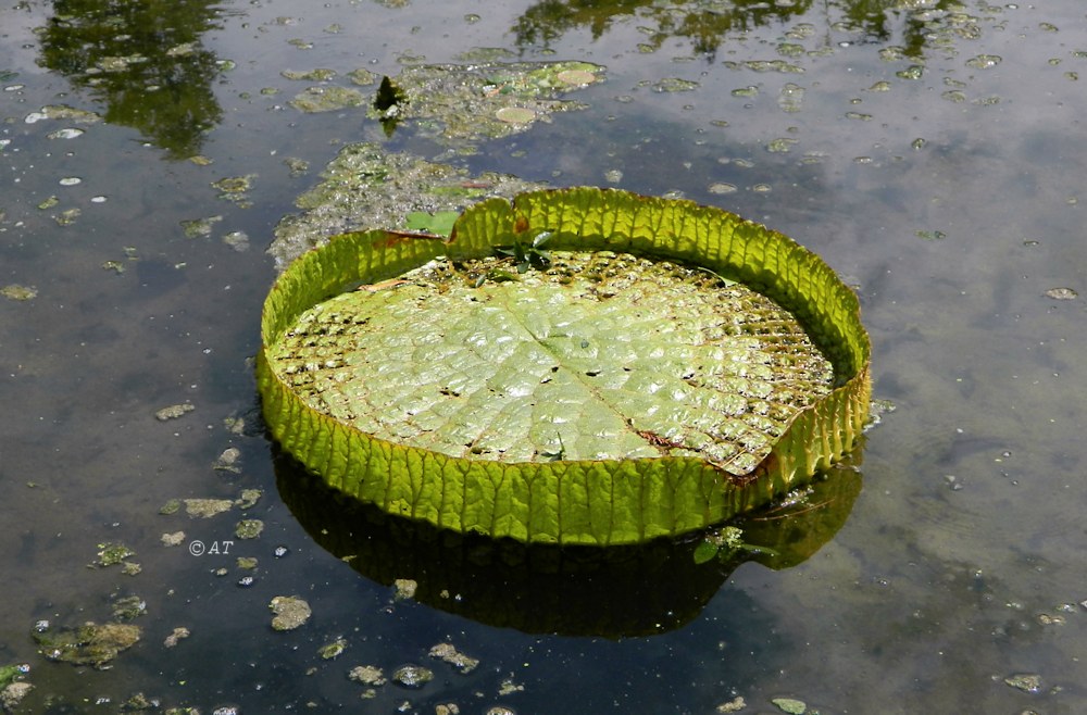 Image of Victoria cruziana specimen.