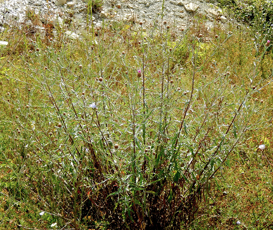 Image of Centaurea jacea ssp. substituta specimen.