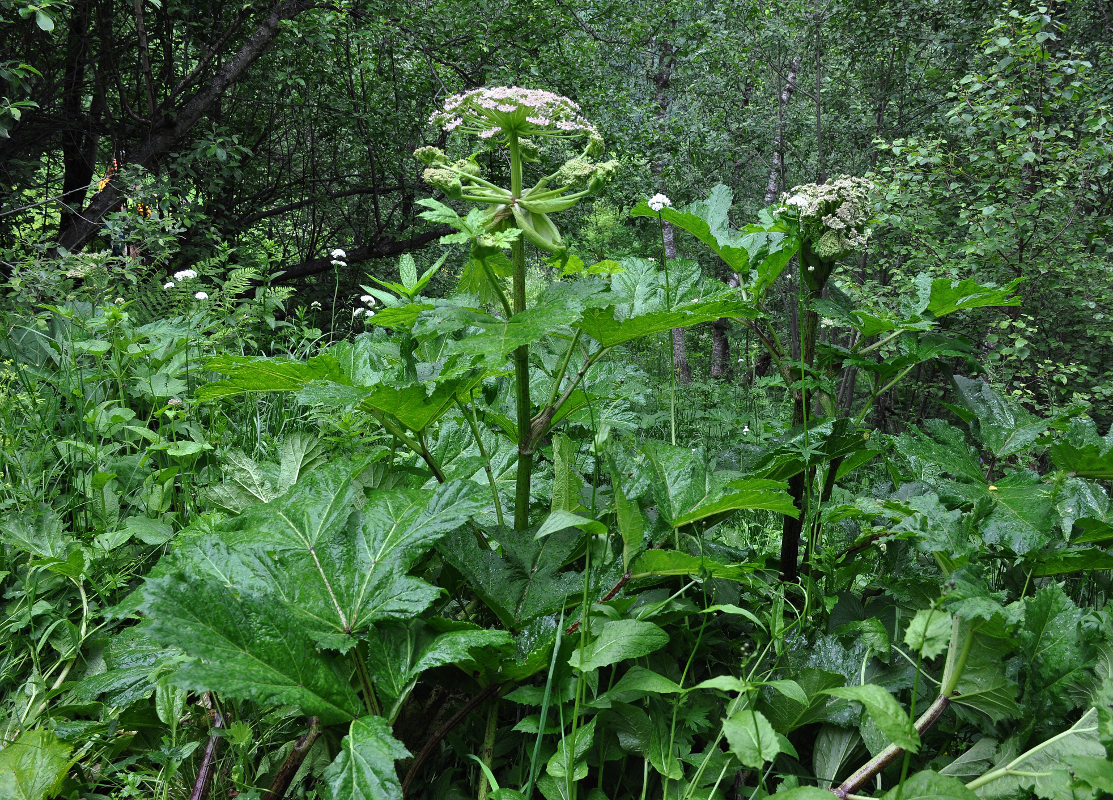 Изображение особи Heracleum sosnowskyi.