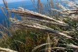 Miscanthus purpurascens