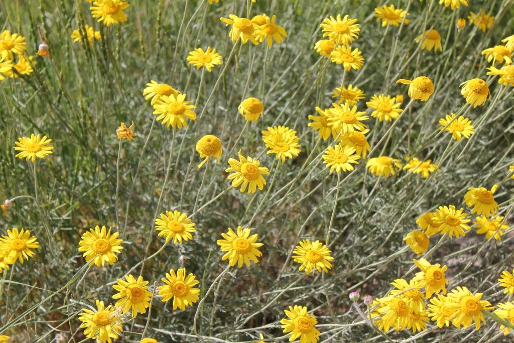 Image of Anthemis tinctoria specimen.