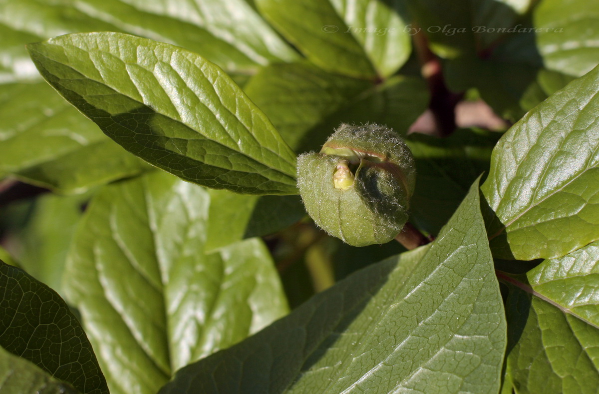 Изображение особи Paeonia wittmanniana.