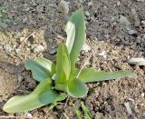 Orchis гибридный подвид suckowii