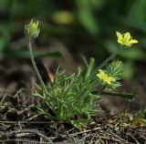 Ceratocephala orthoceras. Цветущее и плодоносящее растение. Молдова, Ново-Аненский р-н, окр. с. Новые Ботнарешты. 13.04.2015.