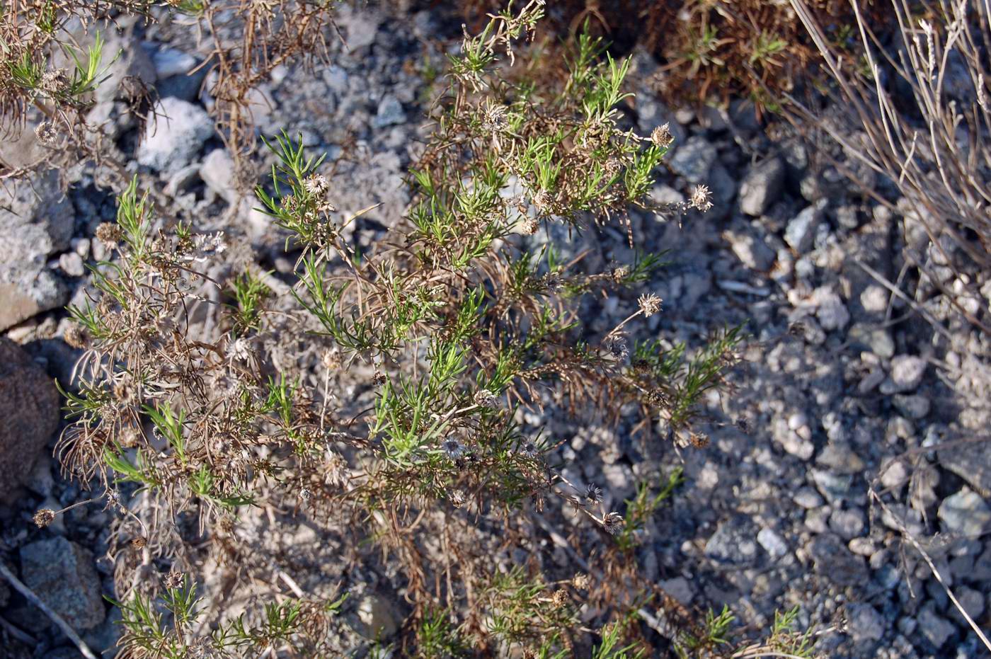 Image of familia Asteraceae specimen.