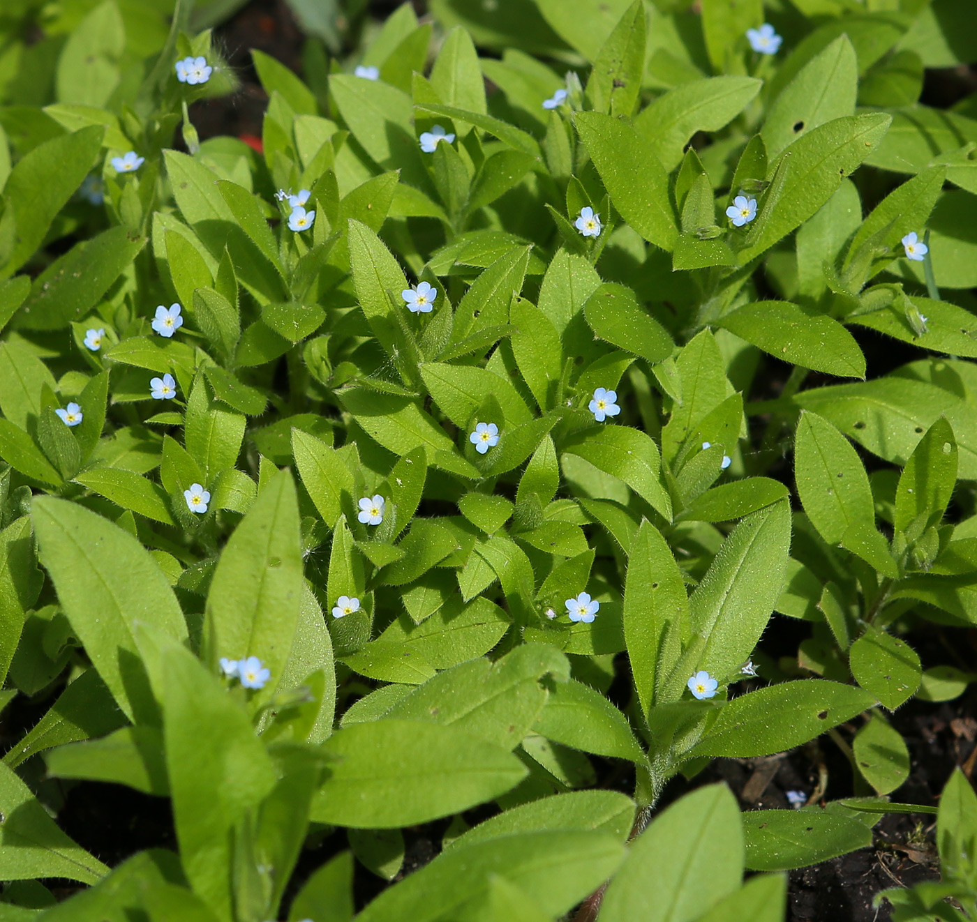 Image of Myosotis sparsiflora specimen.