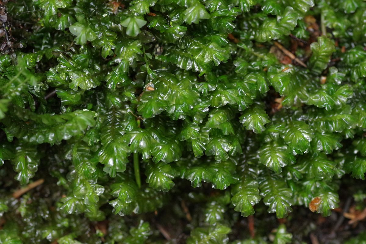 Image of Plagiochila porelloides specimen.