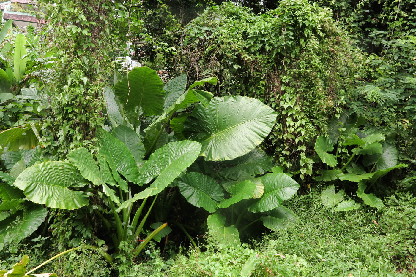 Image of Alocasia macrorrhizos specimen.