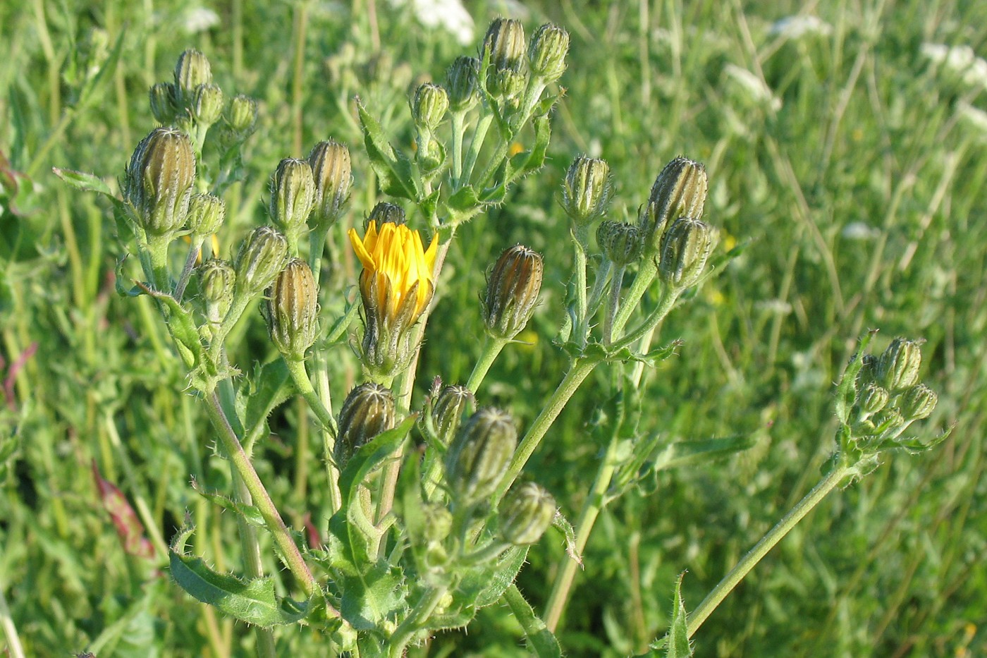 Image of Picris hieracioides specimen.