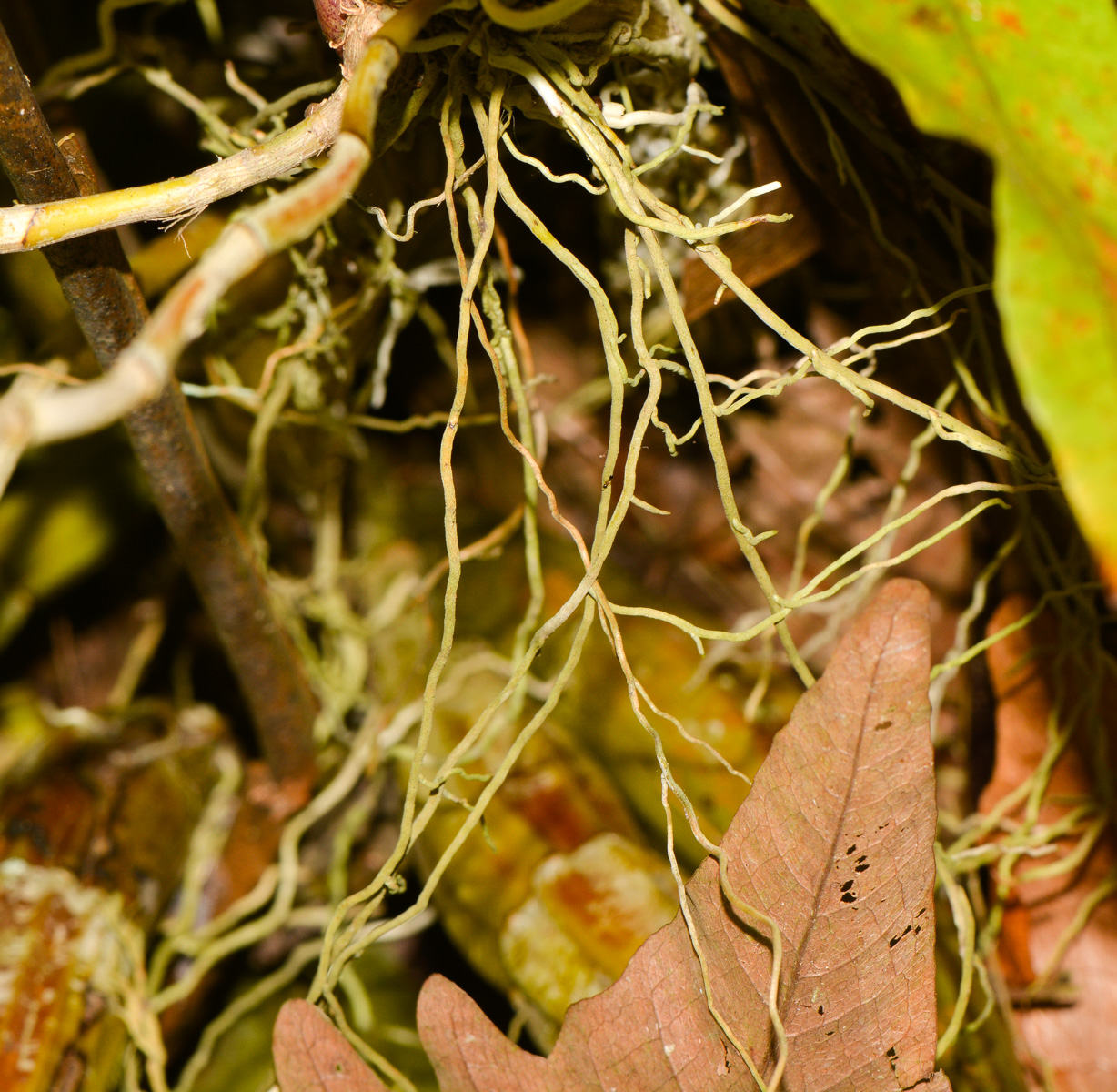 Image of Dendrobium crumenatum specimen.