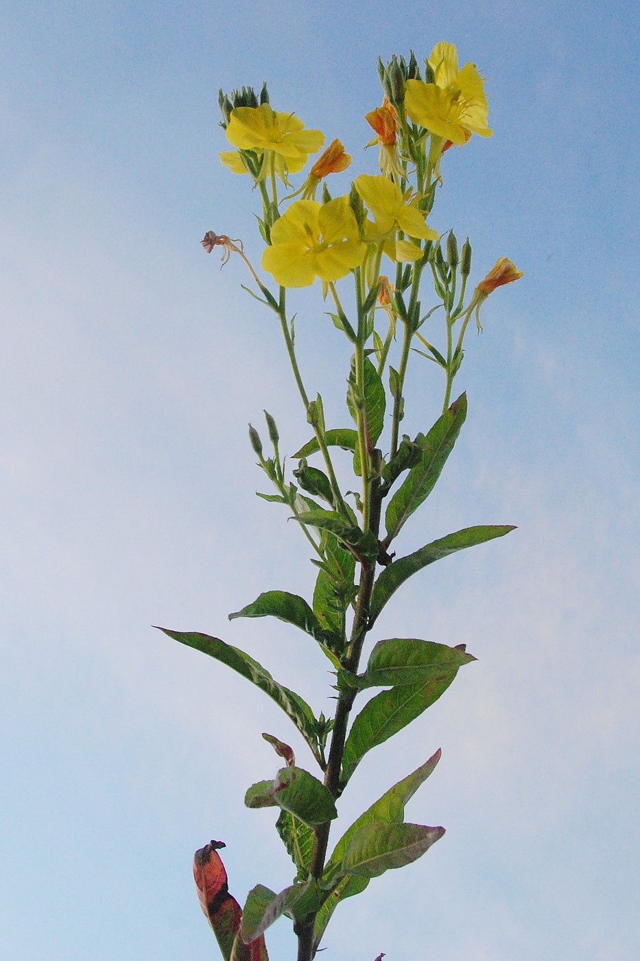 Image of Oenothera biennis specimen.