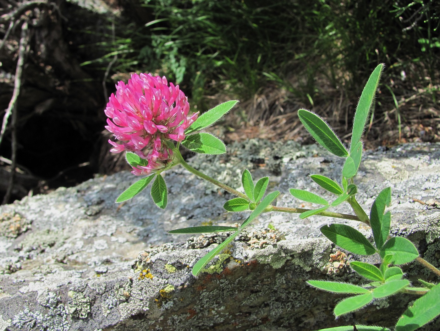 Изображение особи Trifolium medium.