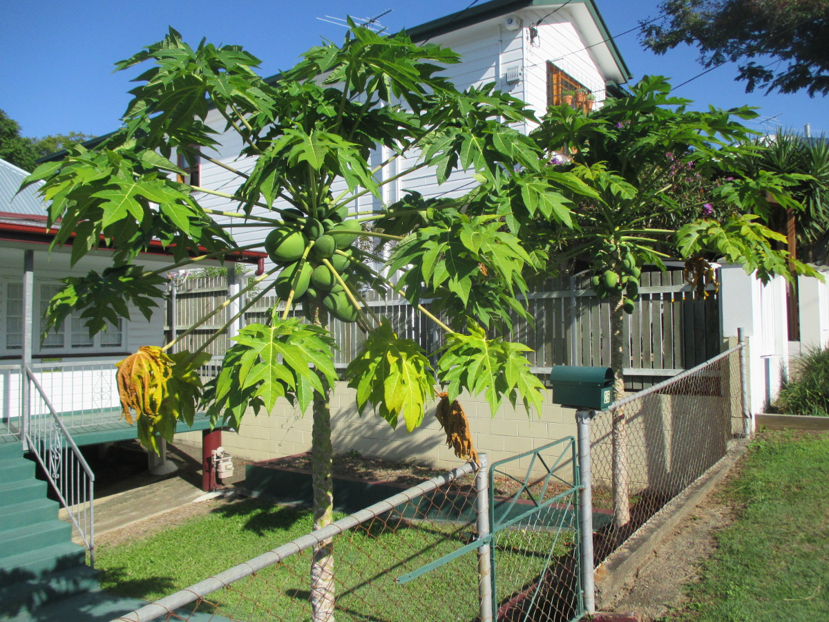 Image of Carica papaya specimen.