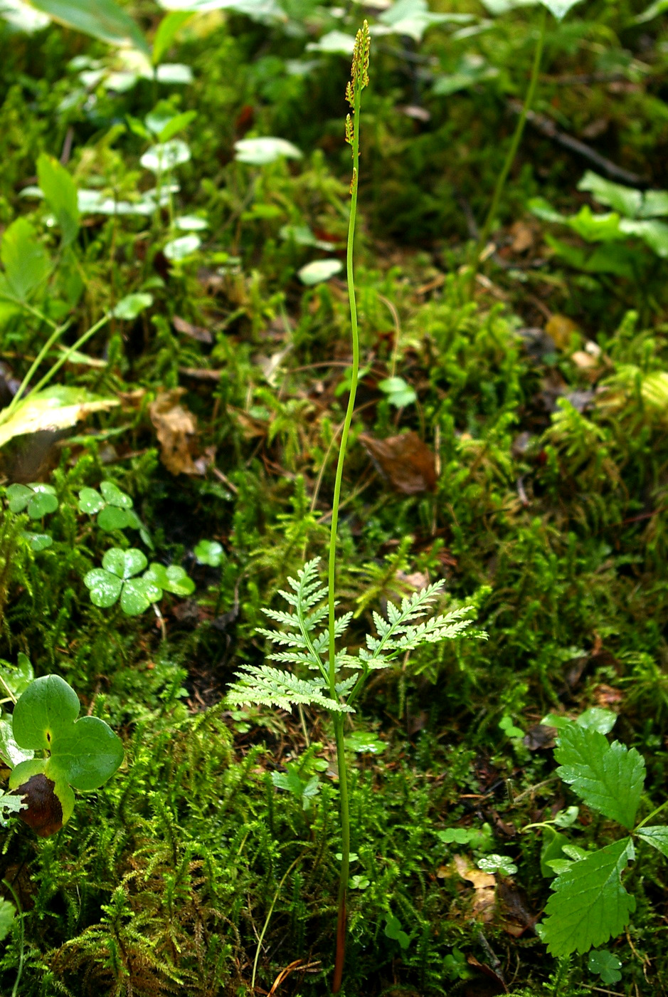 Image of Botrychium virginianum specimen.