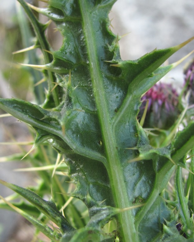 Image of Cirsium elbrusense specimen.