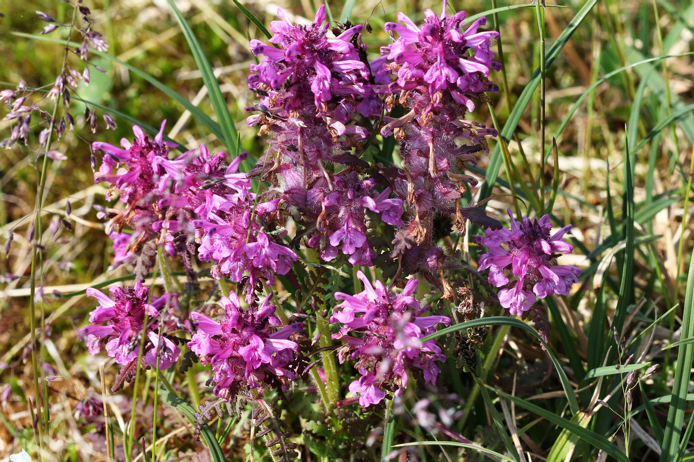 Image of Pedicularis verticillata specimen.