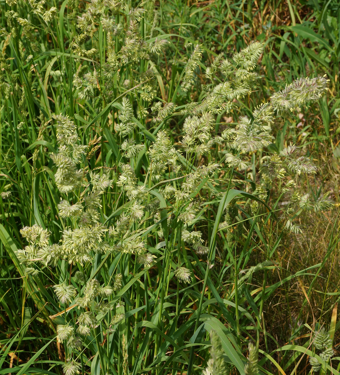 Изображение особи Dactylis glomerata.