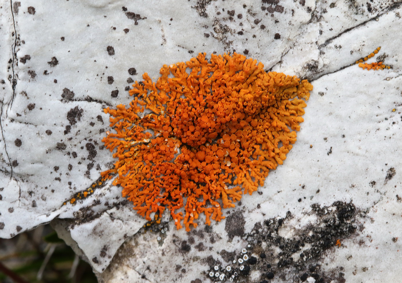 Изображение особи Rusavskia elegans.