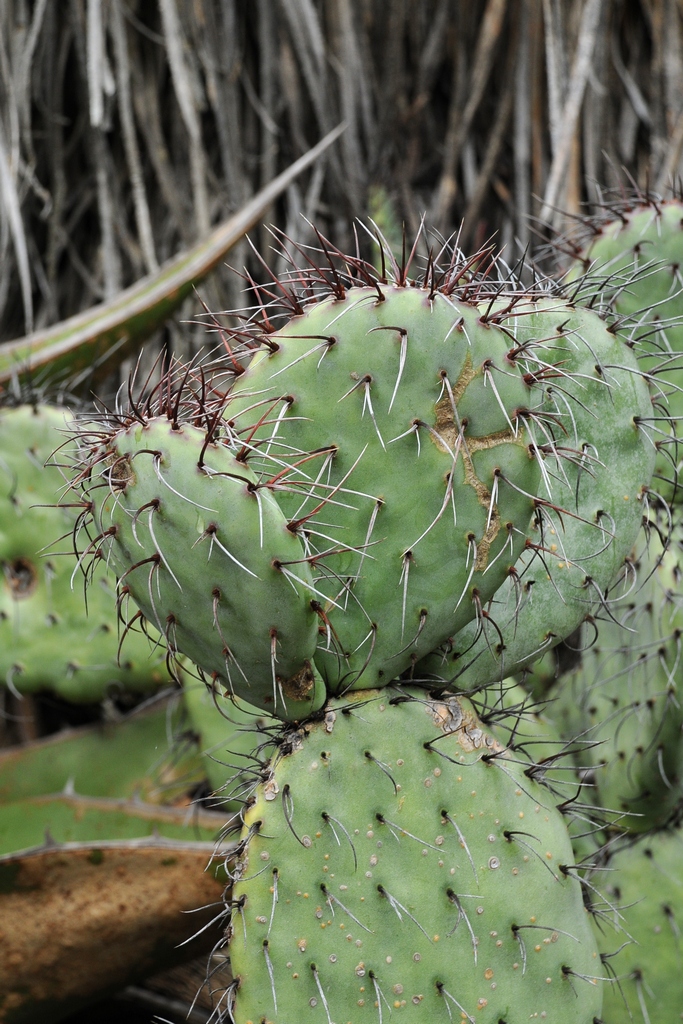 Image of Opuntia stenopetala specimen.