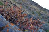 genus Cotoneaster