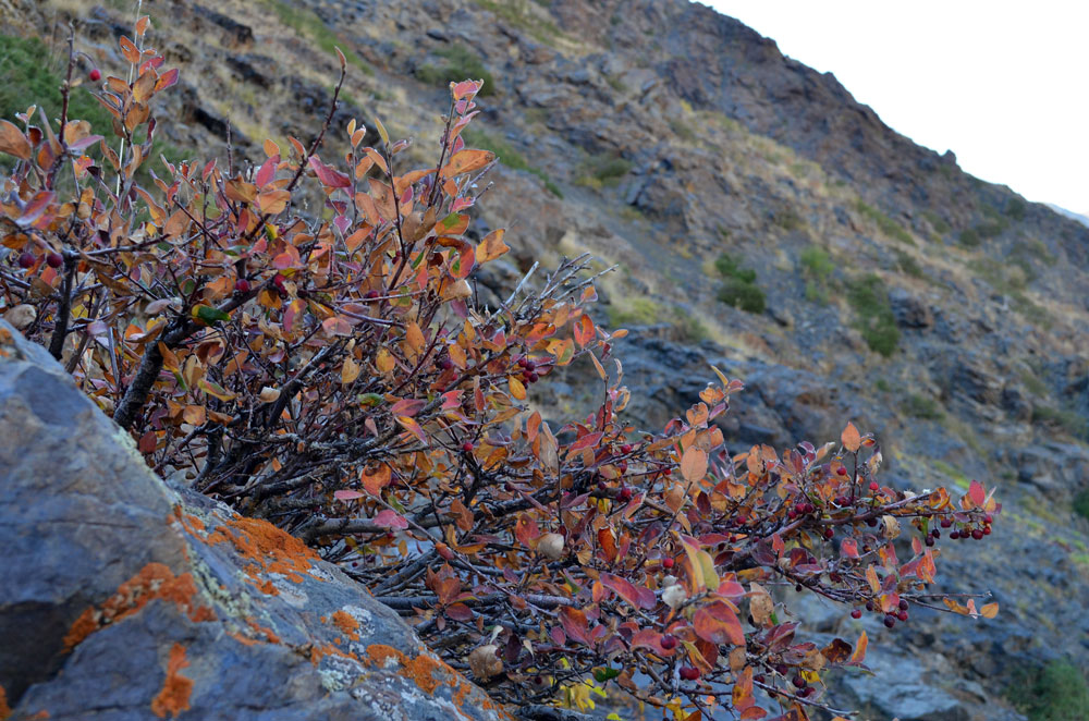 Image of genus Cotoneaster specimen.