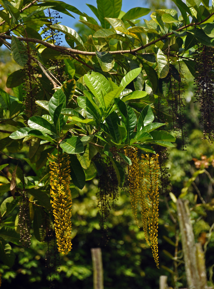 Image of Lophanthera lactescens specimen.