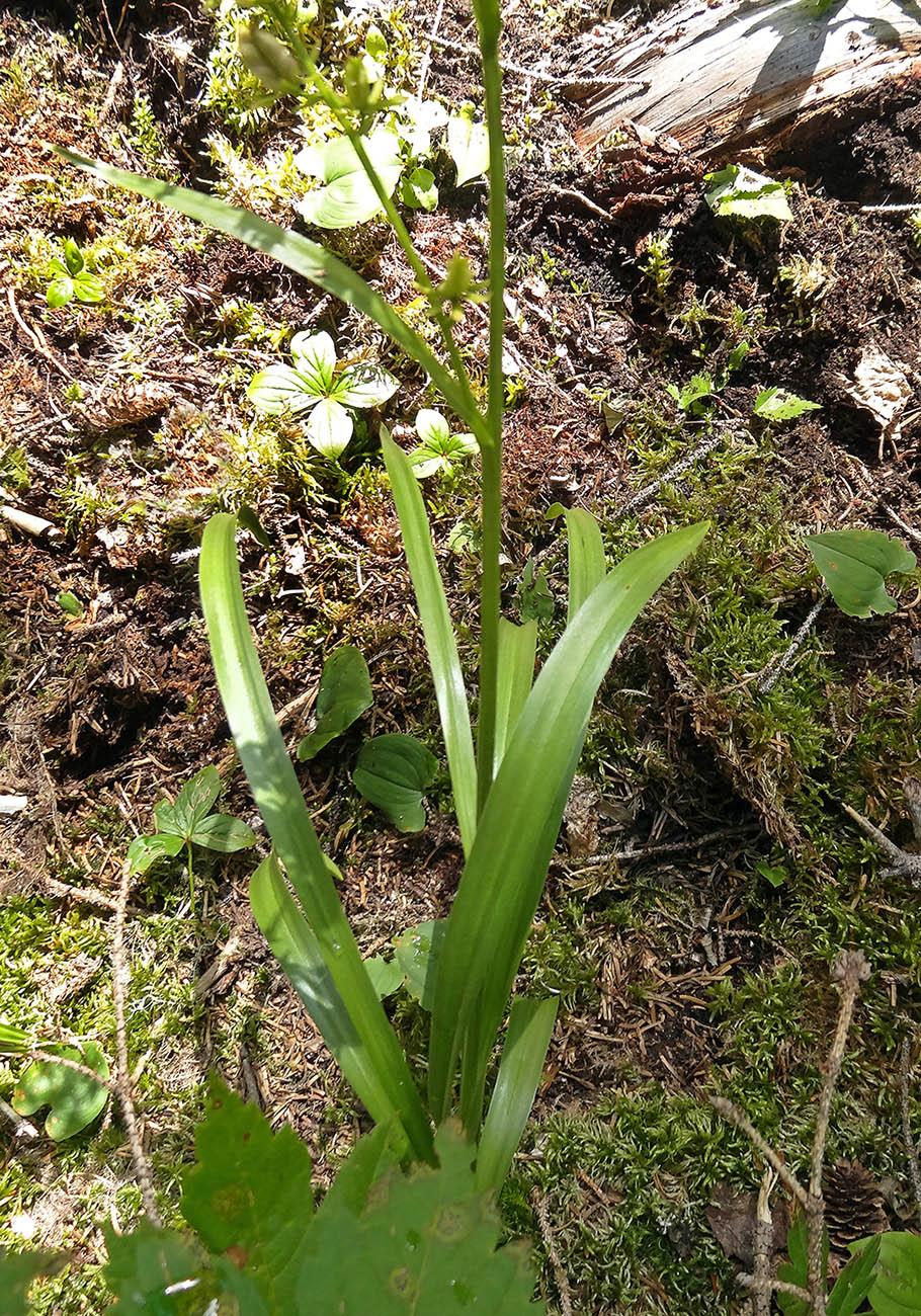 Image of Veratrum anticleoides specimen.