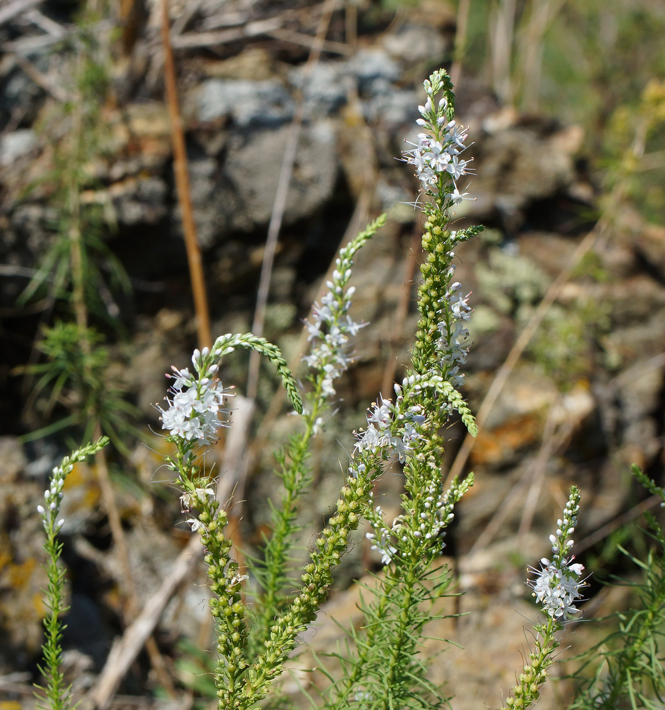 Image of Veronica pinnata specimen.