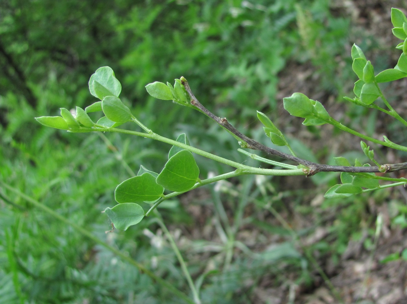 Image of Colutea orientalis specimen.