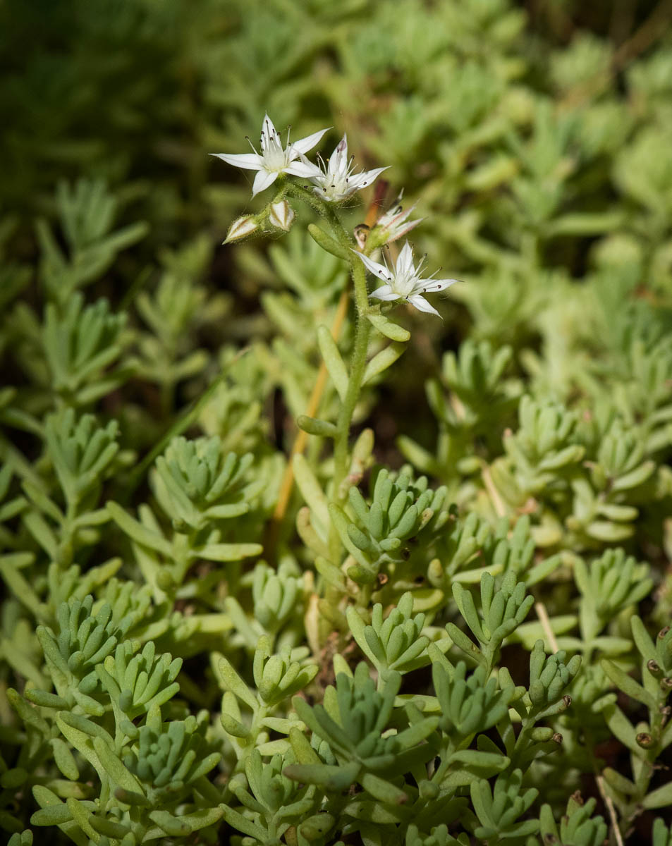 Image of Sedum pallidum ssp. bithynicum specimen.