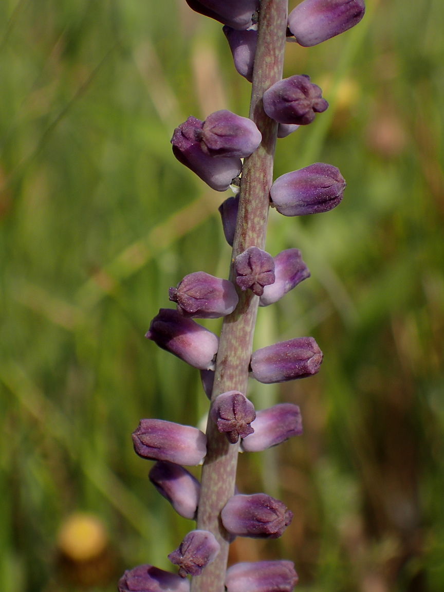 Image of Leopoldia cycladica ssp. subsessilis specimen.