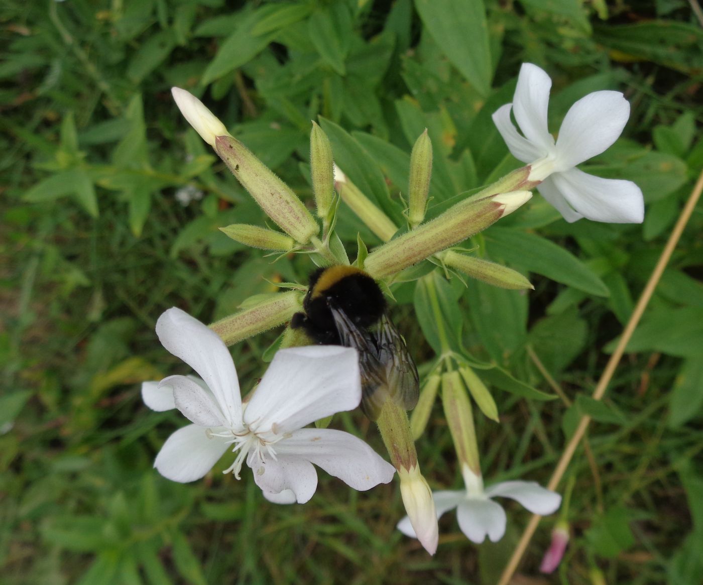 Image of Saponaria officinalis specimen.