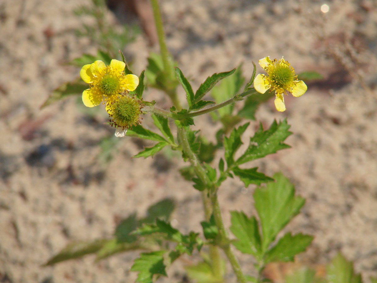 Изображение особи Geum aleppicum.