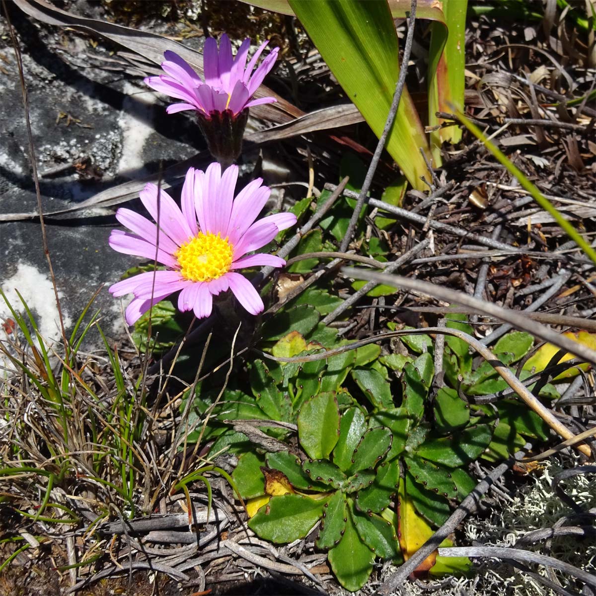 Image of Mairia crenata specimen.