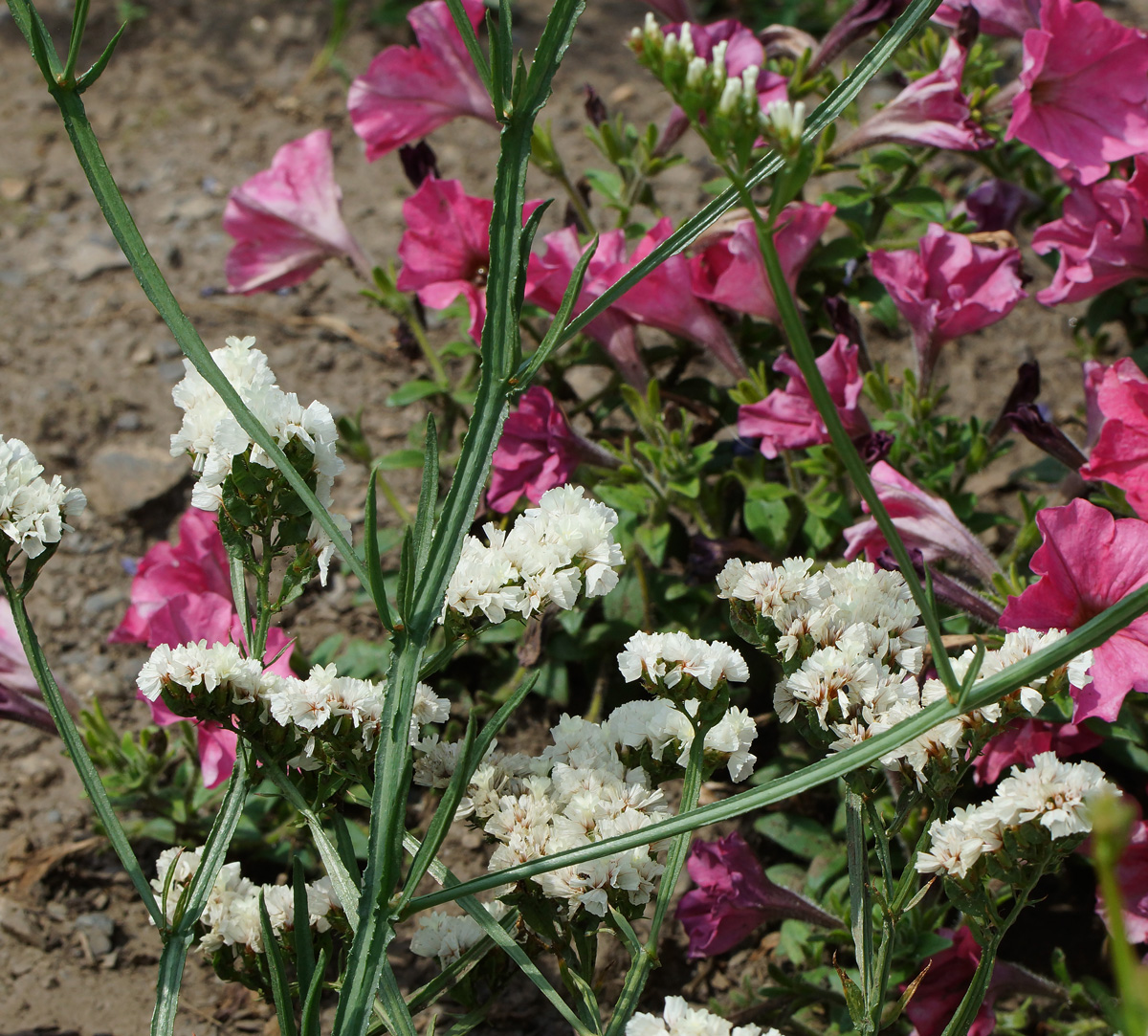 Изображение особи Limonium sinuatum.