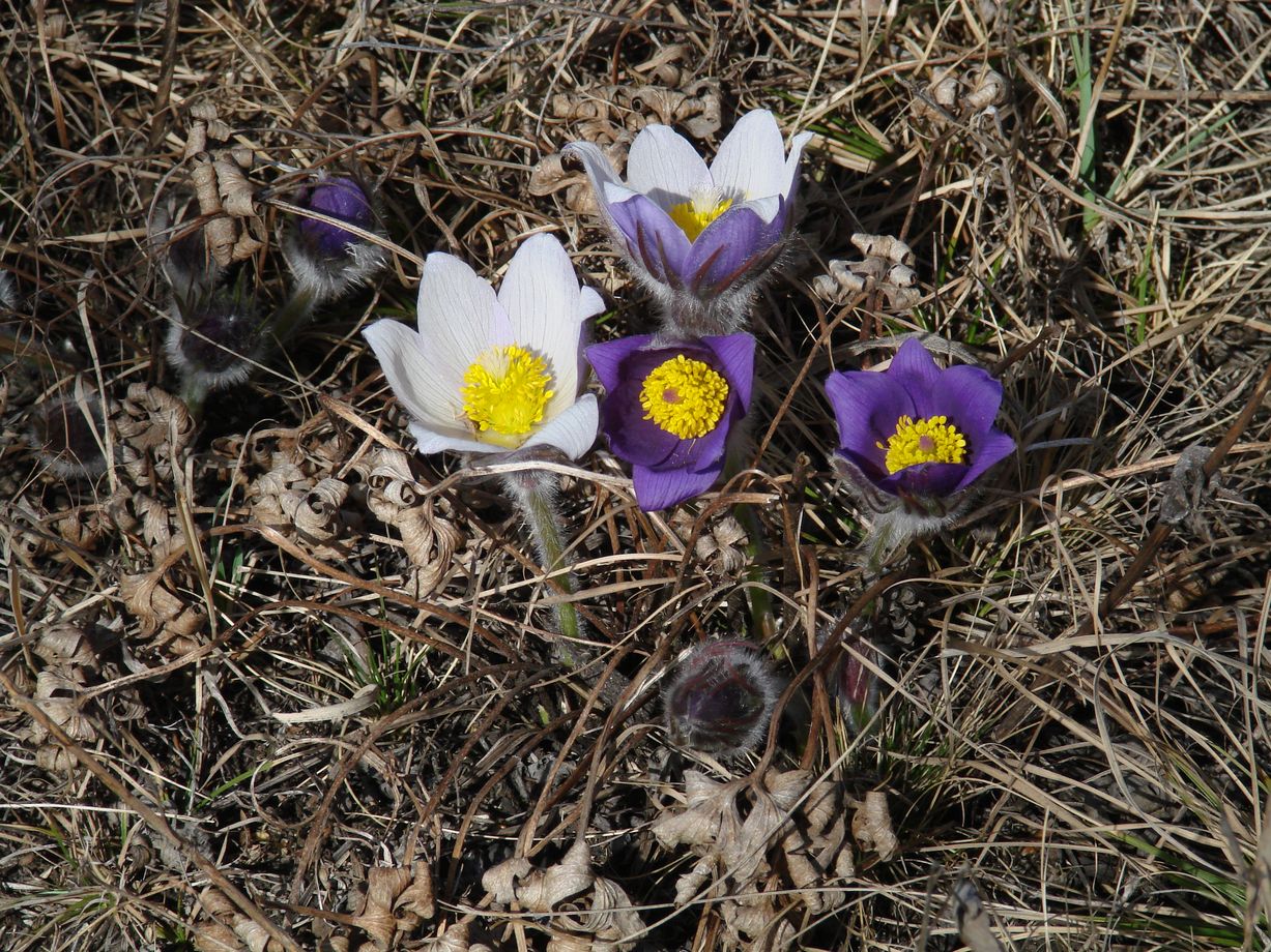 Image of genus Pulsatilla specimen.